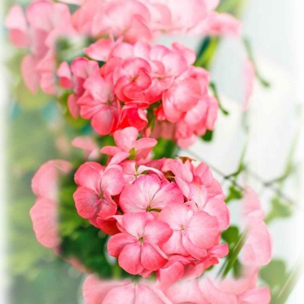 Rose Geranium Fragrance Oil