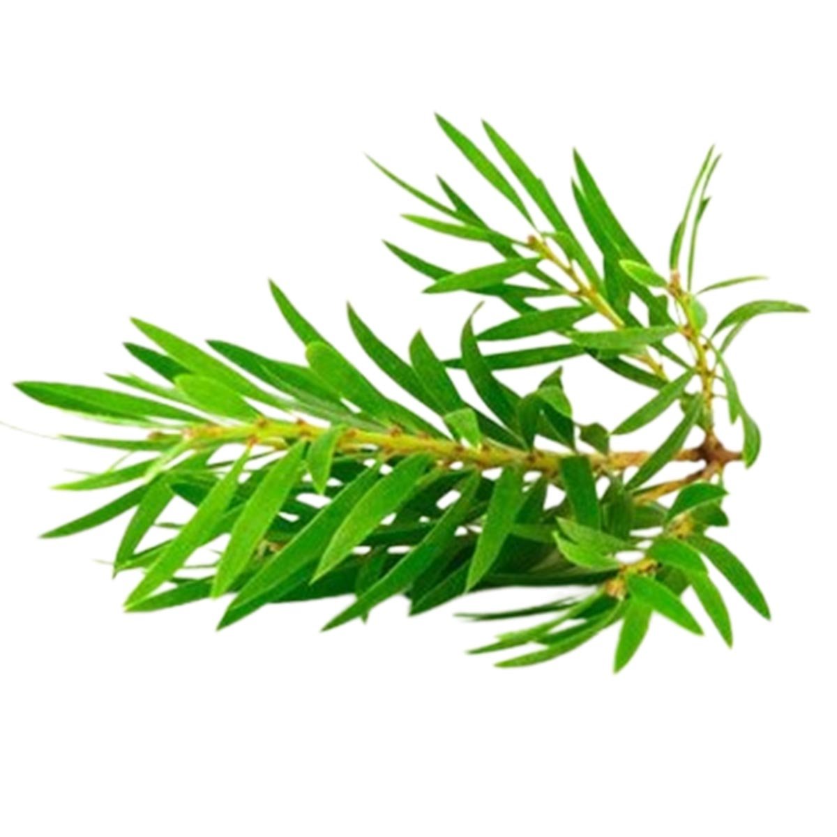 Tea Tree Fragrance Oil
