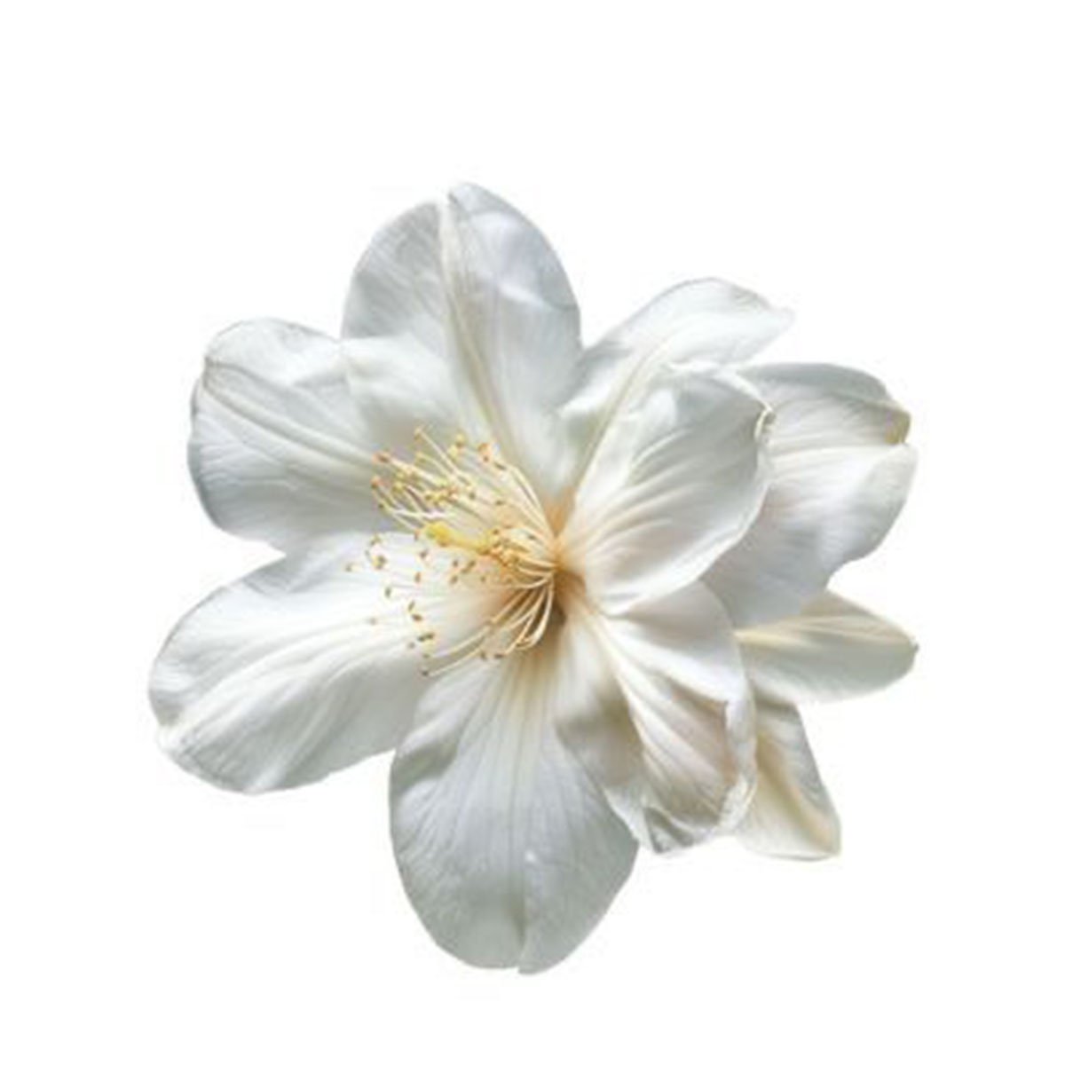 White Musk Fragrance Oil