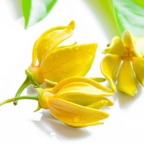 Ylang Ylang Fragrance Oil