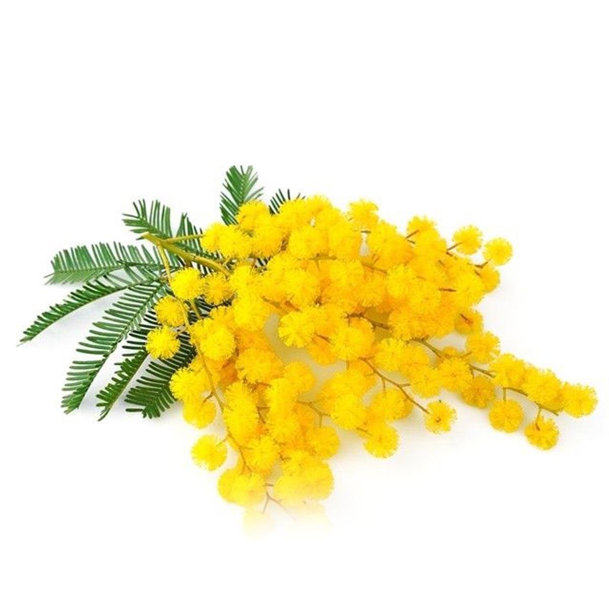 Helichrysum Hydrosol